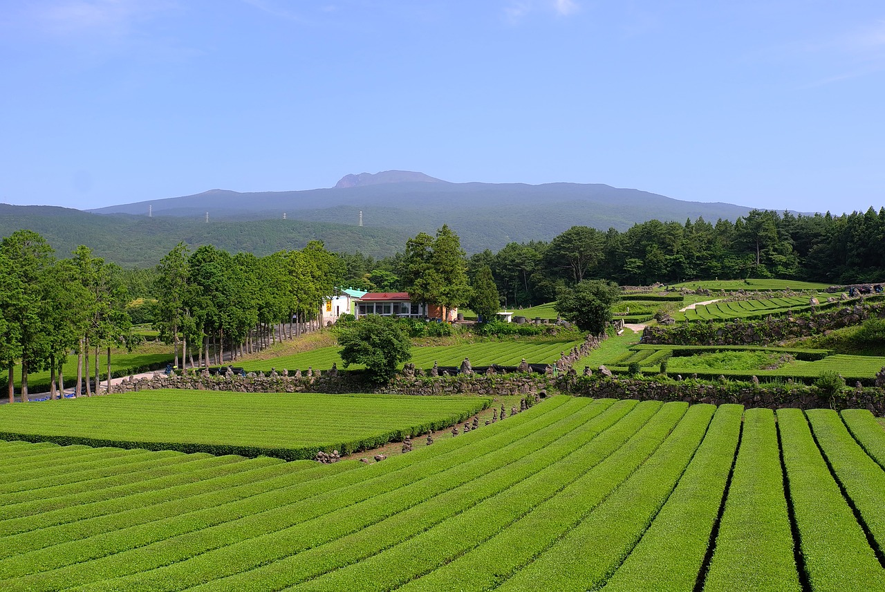 제주도 차 렌트 유의사항